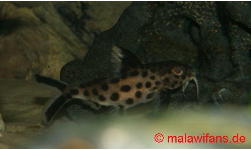 Synodontis grandiops